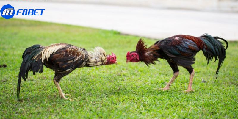 đá gà bình luận trực tiếp Khám phá đá gà bình luận trực tiếp hấp dẫn