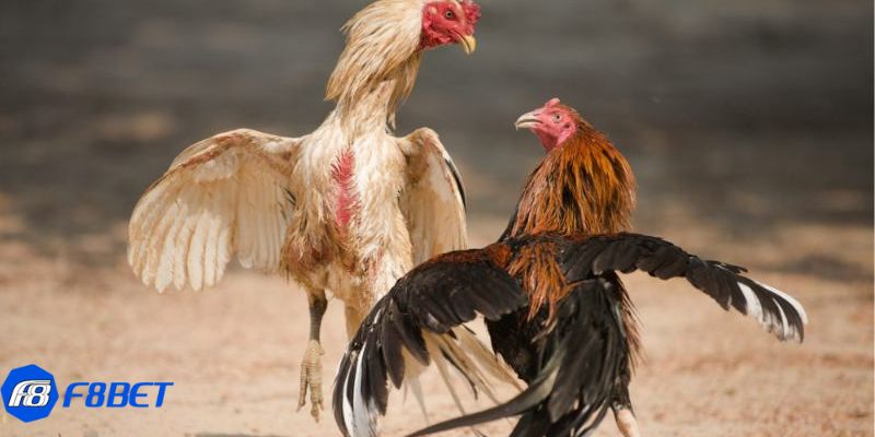 đá gà bình luận trực tiếp Lý do đá gà bình luận trực tiếp thu hút nhiều người tham gia