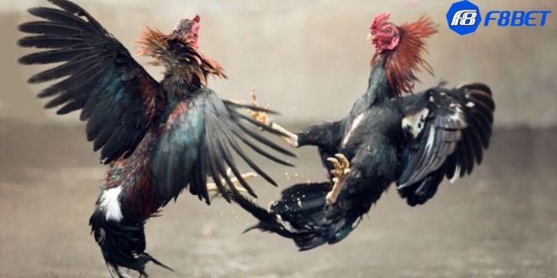 đá gà c4 hôm nay Khám phá đá gà c4 hôm nay: Trải nghiệm độc đáo từ sân đấu đến màn hình