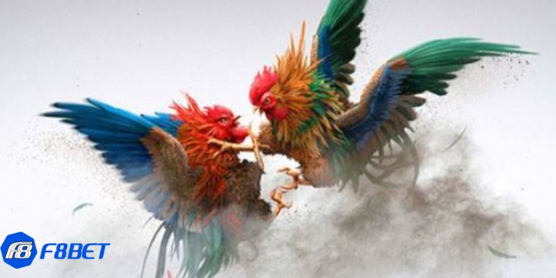 đá gà c4 hôm nay Các loại hình thi đấu trong đá gà c4 hôm nay