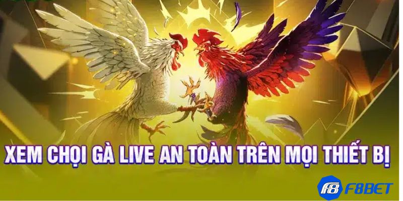 đá gà live Đá gà live là gì?
