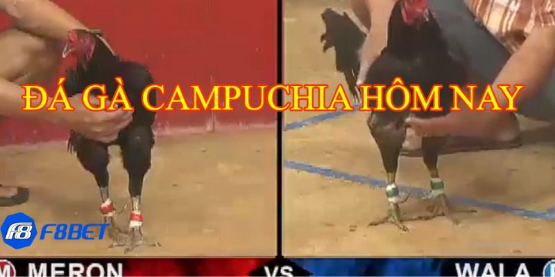 đá gà live Ưu điểm khi xem trực tiếp đá gà tại nhà cái trực tuyến