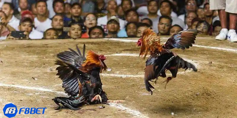 đá gà live Những hình thức đá gà live phổ biến nhất hiện nay