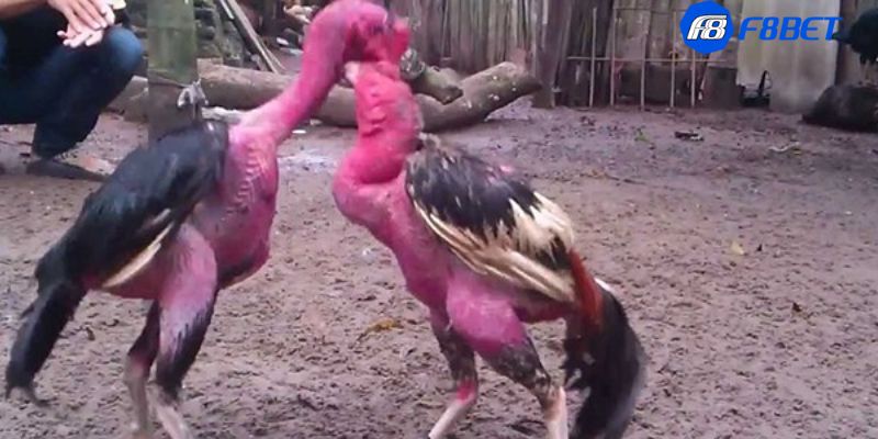 đá gà nòi trực tiếp Hướng dẫn xem đá gà nòi trực tiếp tại nhà cái